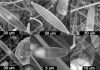 Ancient algae found deep in tropical glacier