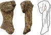 Australian fossil forces rethink on our ancestors’ emergence onto land