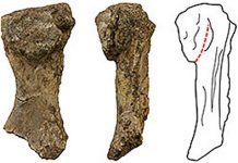 Australian fossil forces rethink on our ancestors’ emergence onto land