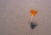 Exceptional view of deep Arctic Ocean methane seeps