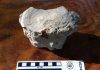 Expedition Turns up More Fossilized Animal Remains