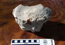 Expedition Turns up More Fossilized Animal Remains