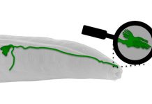 First sensor of Earth’s magnetic field in an animal