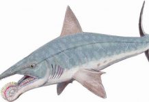 Five amazing extinct creatures that aren’t dinosaurs