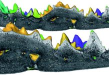 Forgotten fossil indicates earlier origin of teeth