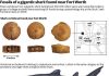 Fossil from 20-foot shark found near Fort Worth