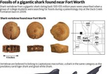Fossil from 20-foot shark found near Fort Worth