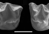Fossil of large walking bat discovered in New Zealand
