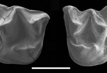 Fossil of large walking bat discovered in New Zealand