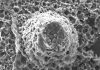 Fossils explain how life coped during snowball Earth