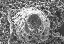 Fossils explain how life coped during snowball Earth