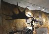 Giant deer were still present in Southern Germany after Ice Age