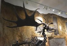 Giant deer were still present in Southern Germany after Ice Age