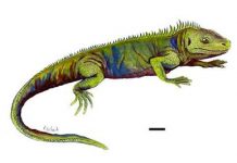 Gloucestershire fossil identified as new species of ancient reptile