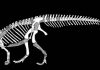 Sefapanosaurus: New Sesotho-named dinosaur from South Africa