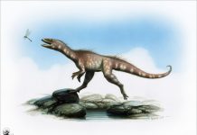 New dinosaur discovered in Wales