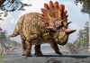 New species of horned dinosaur with ‘bizarre’ features revealed