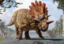 New species of horned dinosaur with ‘bizarre’ features revealed