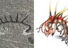 Newly found ring of teeth uncovers what common ancestor of molting animals looked like