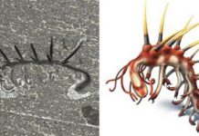 Newly found ring of teeth uncovers what common ancestor of molting animals looked like
