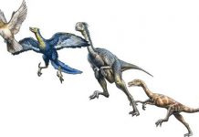 Origins of feathered dinosaurs more complex than first thought