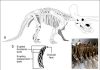 Researcher finds dinosaur teeth more intricate than reptiles mammals