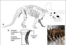 Researcher finds dinosaur teeth more intricate than reptiles mammals