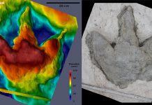 Researchers Reconstruct Dinosaur Tracks