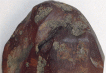 Researchers Use Prehistoric Amber to Test Glass Theory