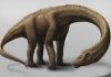 Scientists downsize the giant ‘Dreadnoughtus’ dinosaur