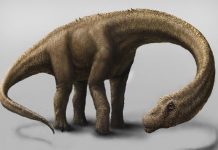 Scientists downsize the giant ‘Dreadnoughtus’ dinosaur