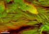 Scientists out for dinosaur blood