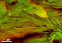 Scientists out for dinosaur blood