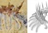 Spiky monsters: new species of ‘super-armoured’ worm discovered