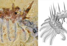 Spiky monsters: new species of ‘super-armoured’ worm discovered