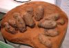 The curse of the horned dinosaur egg