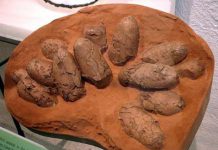 The curse of the horned dinosaur egg