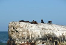 Uplifted island: Isla Santa María island in south of central Chile