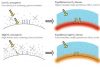 Variations in atmospheric oxygen levels shaped Earth’s climate through the ages
