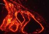 Galapagos eruption: Wolf volcano spewing lava for the first time in 33 years