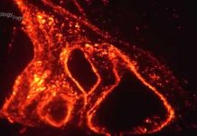 Galapagos eruption: Wolf volcano spewing lava for the first time in 33 years