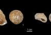 Radiocarbon dates of mollusc shells show that modern humans occupied the Near East at least 45,900 years ago