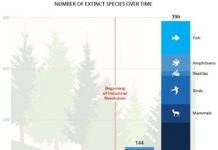 Sixth mass extinction is here: species are disappearing faster since the dinosaurs’ demise