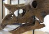 Three-horned dinos had self-sharpening teeth
