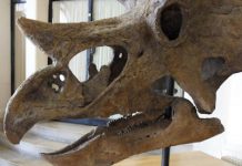 Three-horned dinos had self-sharpening teeth