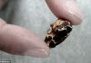125-million-year-old ‘baby’ found inside fossil