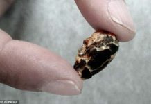 125-million-year-old ‘baby’ found inside fossil