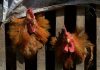 China using animals to predict earthquakes
