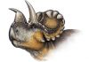 Curator Discovers New Horned Dinosaur Species