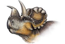 Curator Discovers New Horned Dinosaur Species